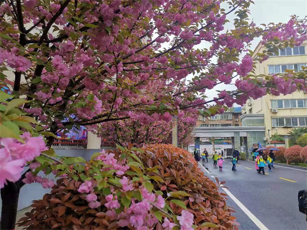 咸阳市高新一中初中部生物备课组开展校园植物调查活动